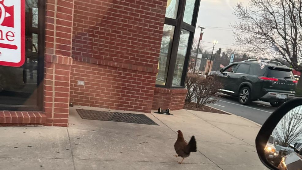 HENDERSONVILLE CHICK-FIL-A DRIVE-THRU HAS A SURPRISE VISITOR A CHICKEN